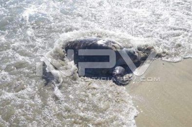 Seguridad Bahia de Banderas ·01