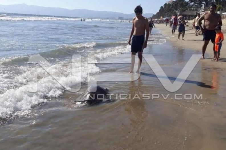 Seguridad Bahia de Banderas ·11