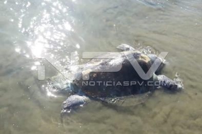 Seguridad Bahia de Banderas ·12