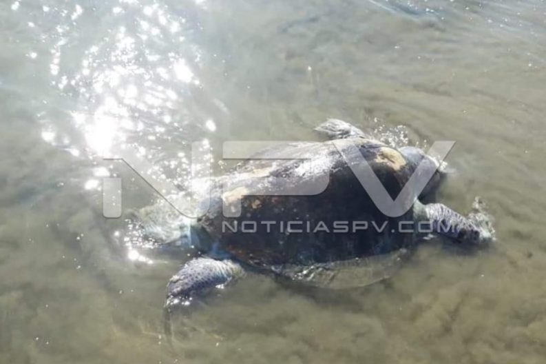 Seguridad Bahia de Banderas ·12