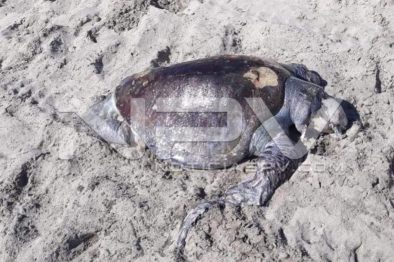 Seguridad Bahia de Banderas ·13