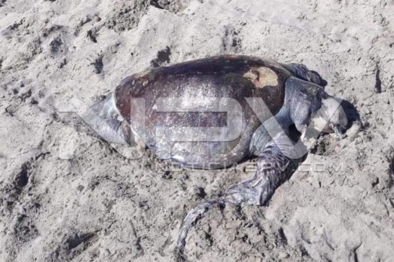 Seguridad Bahia de Banderas ·13