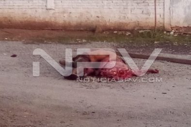 Seguridad Bahia de Banderas ·03