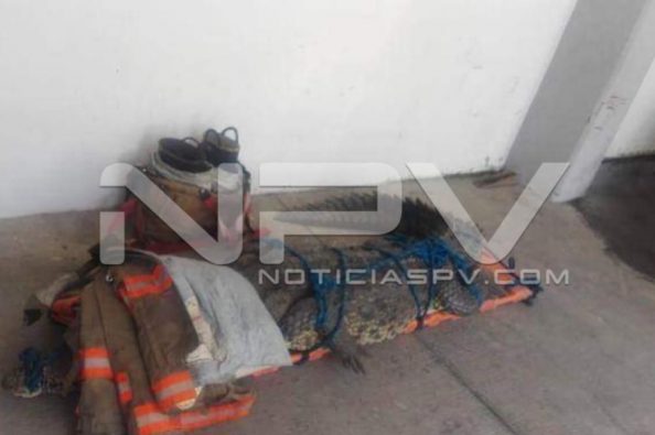 Seguridad Bahia de Banderas ·1140