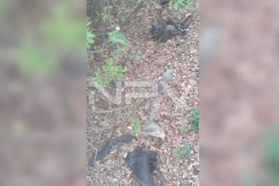 Seguridad Bahia de Banderas ·21