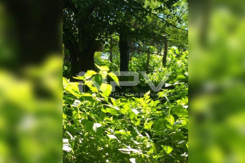 Seguridad Bahia de Banderas ·220