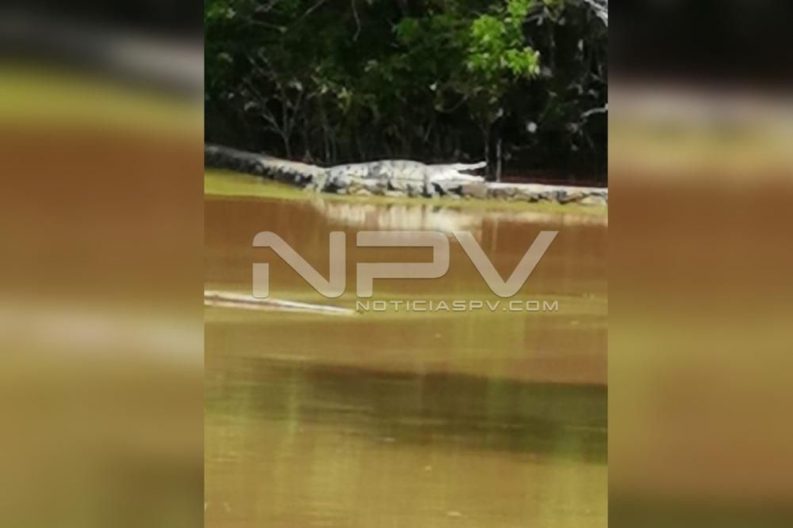 Seguridad Bahia de Banderas ·2241