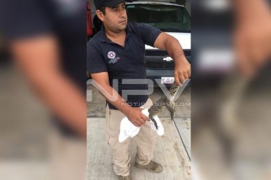 Seguridad Bahia de Banderas ·614