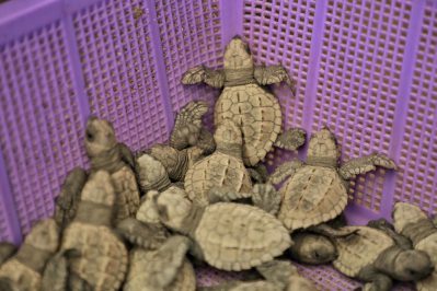 LIBERAN TORTUGAS NIÑOS CAM BUCERIAS DIF (6)