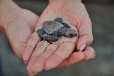 LIBERAN TORTUGAS NIÑOS CAM BUCERIAS DIF (7)