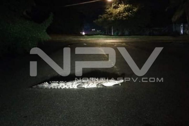 Seguridad Bahia de Banderas ·3815