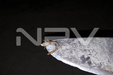 Seguridad Bahia de Banderas ·4858