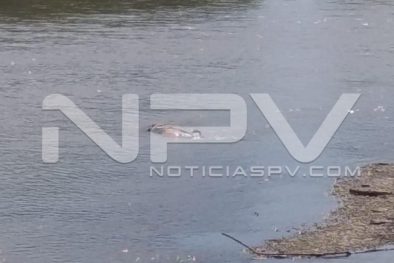 Seguridad Bahia de Banderas ·9462