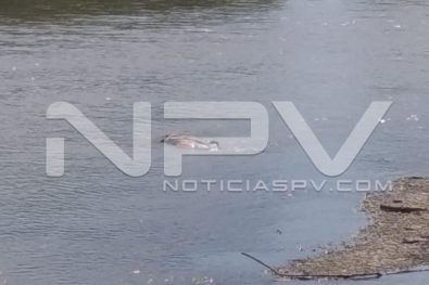 Seguridad Bahia de Banderas ·9462