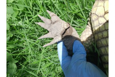 COMUNICADO 1418-Medio Ambiente-Cocodrilo (2)