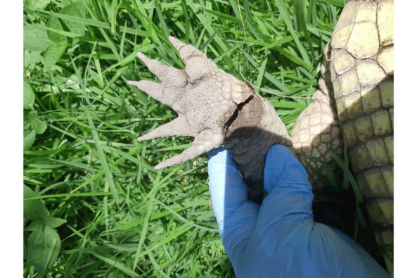 COMUNICADO 1418-Medio Ambiente-Cocodrilo (2)