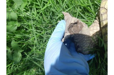 COMUNICADO 1418-Medio Ambiente-Cocodrilo (3)