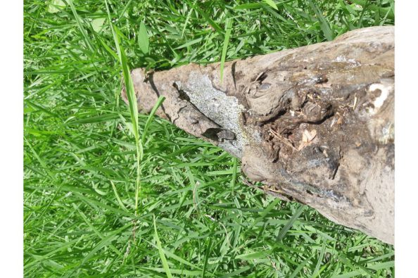 COMUNICADO 1418-Medio Ambiente-Cocodrilo (4)