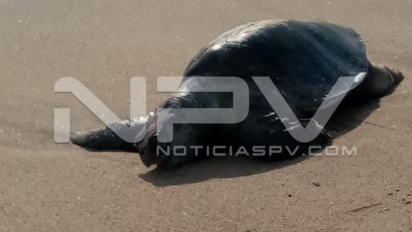 WhatsApp Image 2020-09-16 at 1.51.53 PM (4)