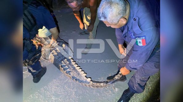 SEGURIDAD 4411