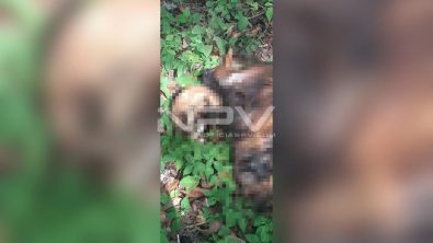 SEGURIDAD BAHIA 5255