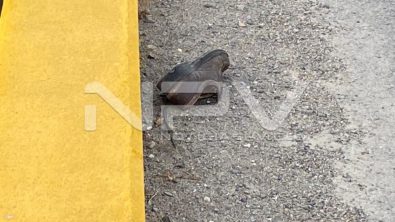 SEGURIDAD BAHIA 011