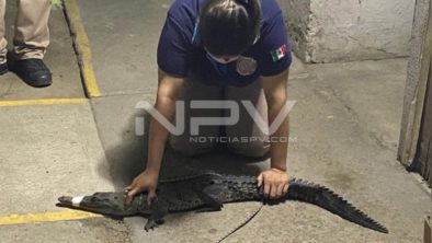 SEGURIDAD BAHIA 18469