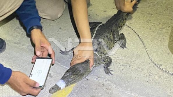 SEGURIDAD BAHIA 18471